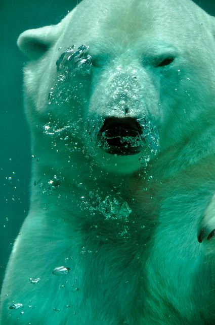 Polar bear animal under water  - Download Free Stock Photos Pikwizard.com