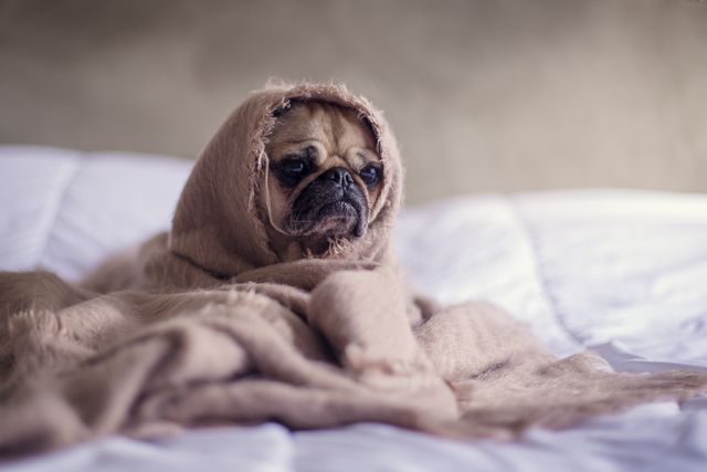 Tan Pug Covered With Brown Blanket - Download Free Stock Photos Pikwizard.com