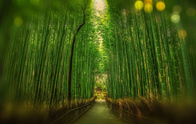 Scenic View of Bamboo Trees - Download Free Stock Photos Pikwizard.com