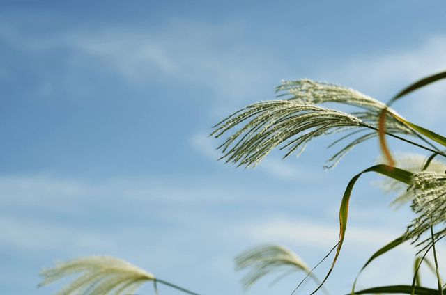 tall grasses with blue sky in the background - Download Free Stock Photos Pikwizard.com