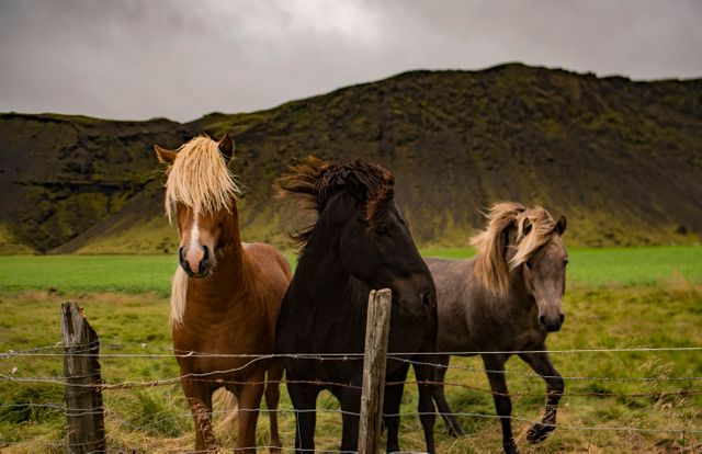 three horses standing in a field - Download Free Stock Photos Pikwizard.com