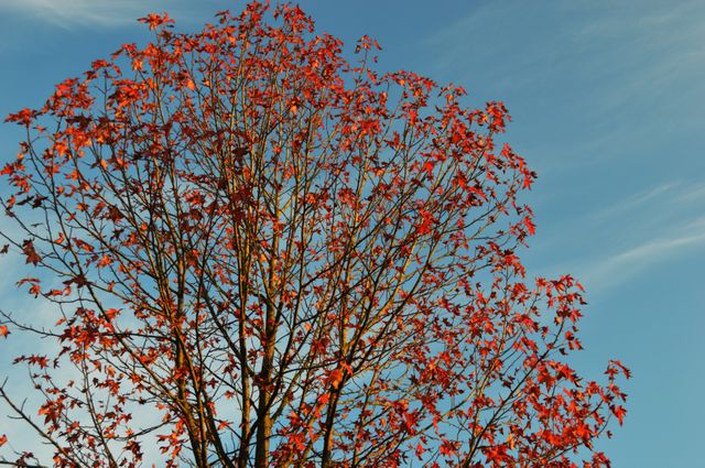 a tree with red leaves - Download Free Stock Photos Pikwizard.com