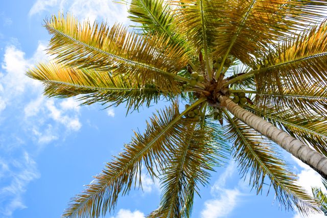 Coconut Palm Tropical - Download Free Stock Photos Pikwizard.com