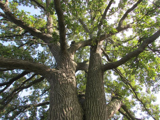 Tree Oak Plant - Download Free Stock Photos Pikwizard.com