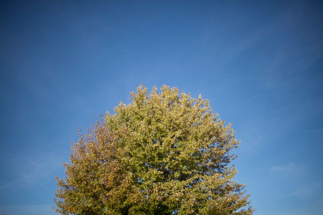 Tree Oak Landscape - Download Free Stock Photos Pikwizard.com