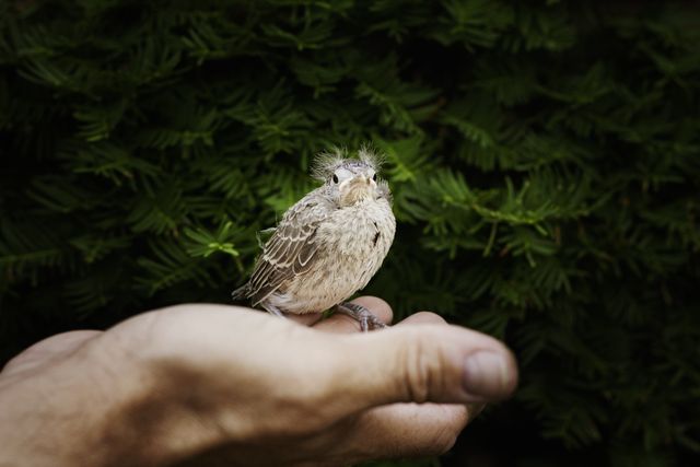 Close Up Photography of White Brown Bird - Download Free Stock Photos Pikwizard.com