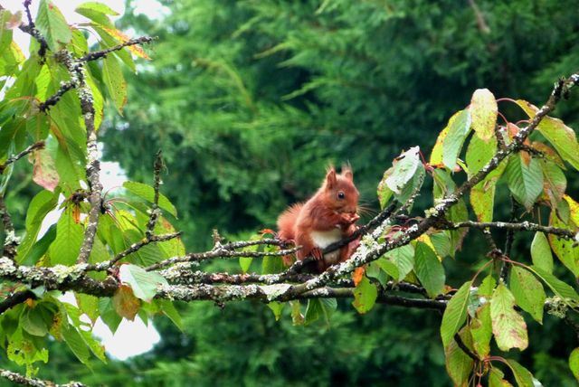 Squirrel on tree branch in forest - Download Free Stock Photos Pikwizard.com