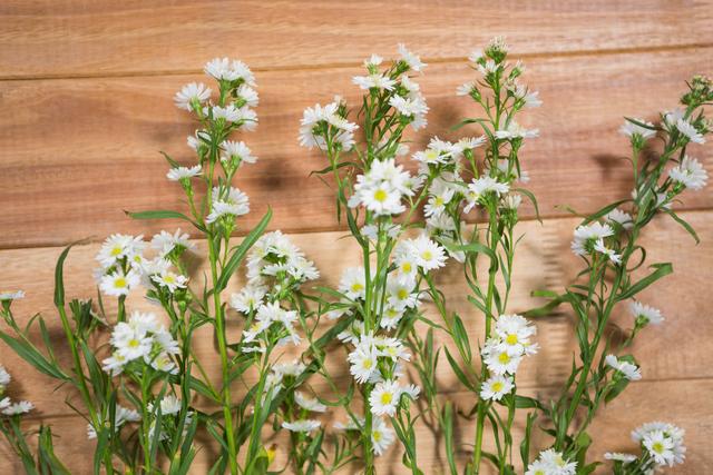 White flowers arranged on wooden board - Download Free Stock Photos Pikwizard.com
