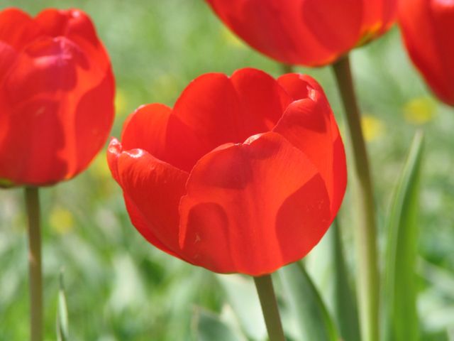 Tulips Spring - Download Free Stock Photos Pikwizard.com