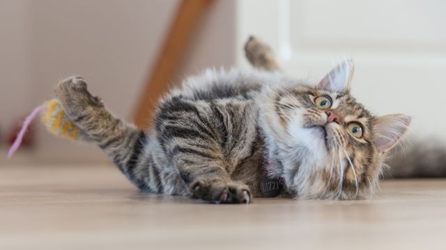 a cat rolling around on the floor - Download Free Stock Photos Pikwizard.com