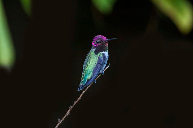 Bird hummingbird wildlife - Download Free Stock Photos Pikwizard.com