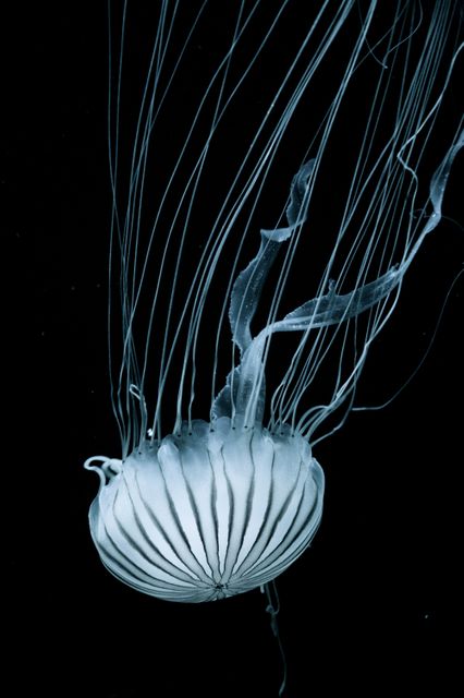 White Jellyfish Swimming Through Blackness - Download Free Stock Photos Pikwizard.com