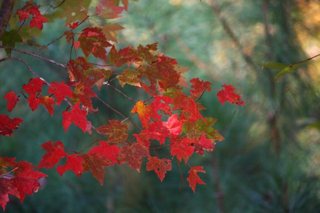 Autumn autumnal backgrounds botanical - Download Free Stock Photos Pikwizard.com