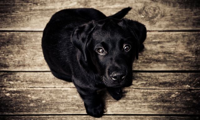 Black dog puppy- Download Free Stock Photos Pikwizard.com