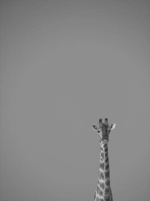 Giraffe on Grayscale Effect Portrait - Download Free Stock Photos Pikwizard.com