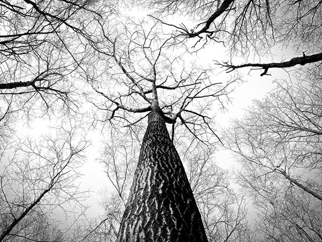 Trees trunk bark- Download Free Stock Photos Pikwizard.com