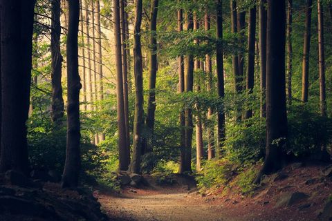 Path Through Forest Trees - Download Free Stock Photos Pikwizard.com