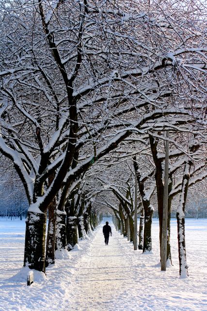 Man in Black Jacket Walking on Snowy Tree during Daytime - Download Free Stock Photos Pikwizard.com
