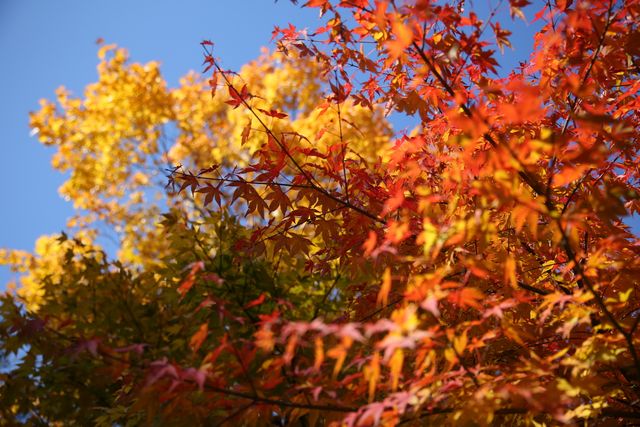 a tree with red and yellow leaves - Download Free Stock Photos Pikwizard.com
