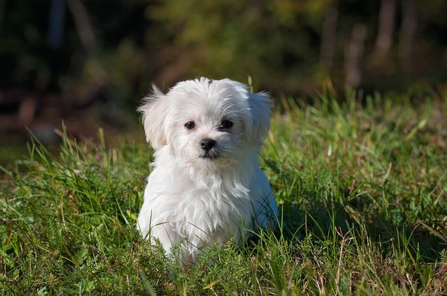 White Long Coated Dog on Grassland - Download Free Stock Photos Pikwizard.com