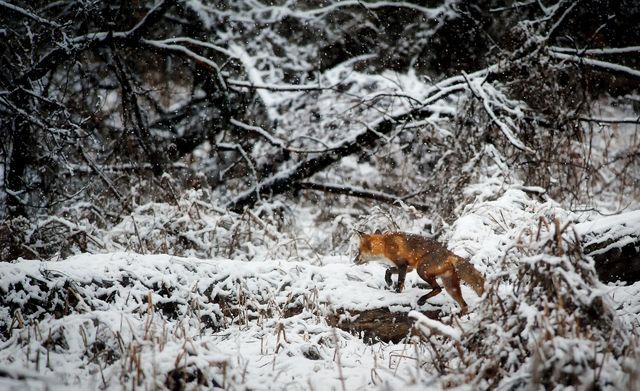 Fox on Snow Covered Field in Forest - Download Free Stock Photos Pikwizard.com
