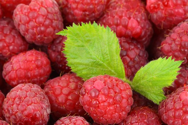 Red Raspberries With Green Leaves - Download Free Stock Photos Pikwizard.com