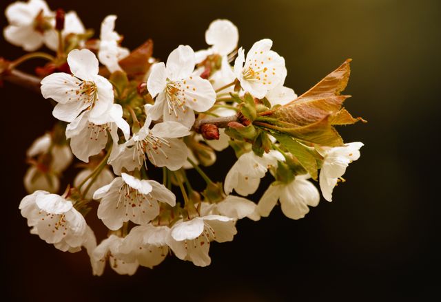 White Petaled Flower - Download Free Stock Photos Pikwizard.com