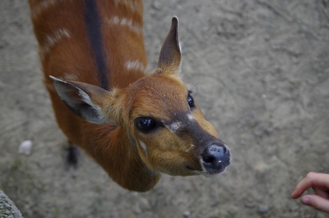 Animal antelope contact nature - Download Free Stock Photos Pikwizard.com