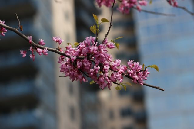 Close up view of pink flowers on a tree branch against tall buildings in background. Spring season concept