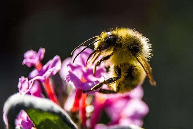 Flower bee buddleia - Download Free Stock Photos Pikwizard.com