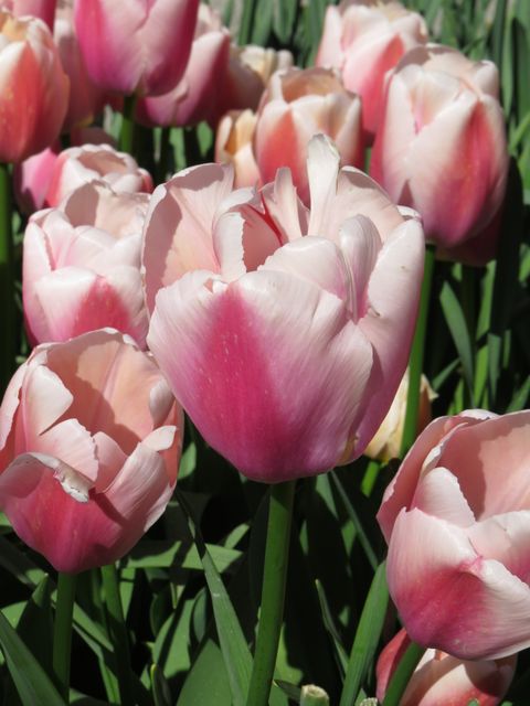 a bunch of pink tulips - Download Free Stock Photos Pikwizard.com