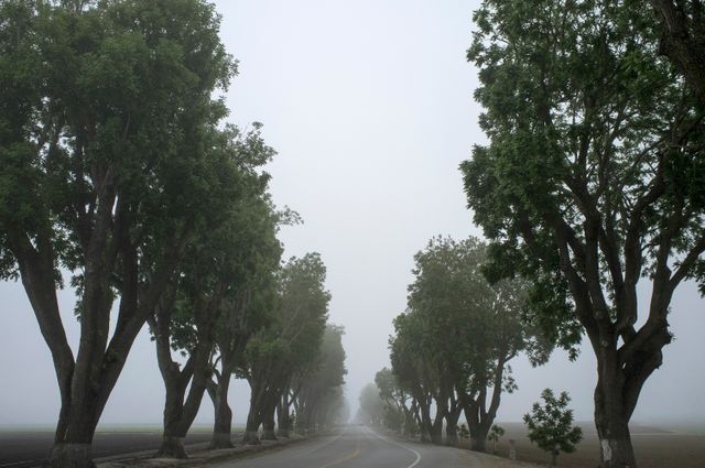 Grey fog trees  - Download Free Stock Photos Pikwizard.com