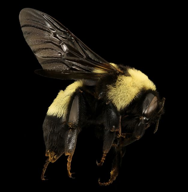 Bee bug bumblebee close up - Download Free Stock Photos Pikwizard.com