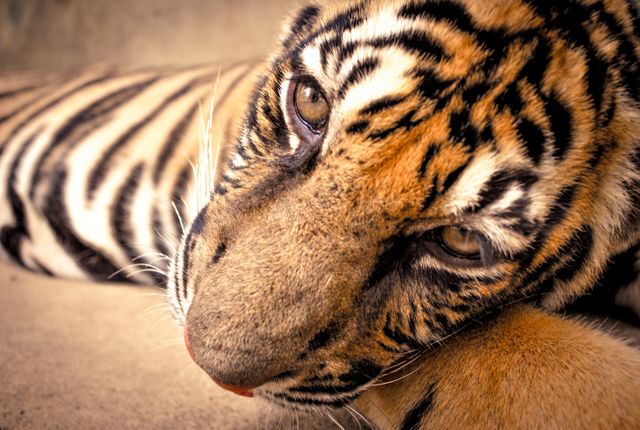 Feline Big cat Tiger - Download Free Stock Photos Pikwizard.com