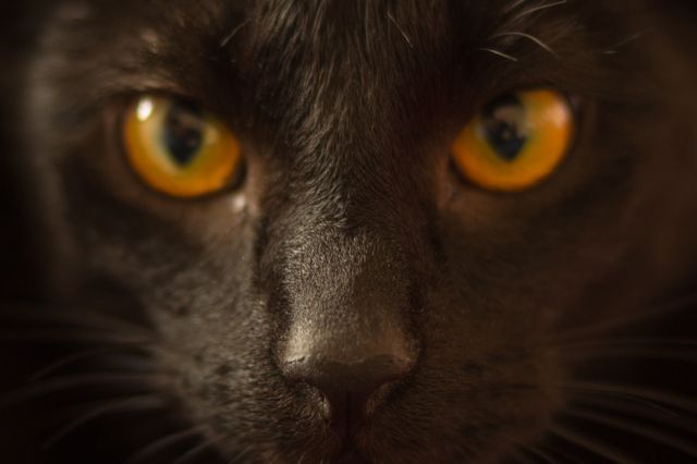 a black cat with yellow eyes - Download Free Stock Photos Pikwizard.com