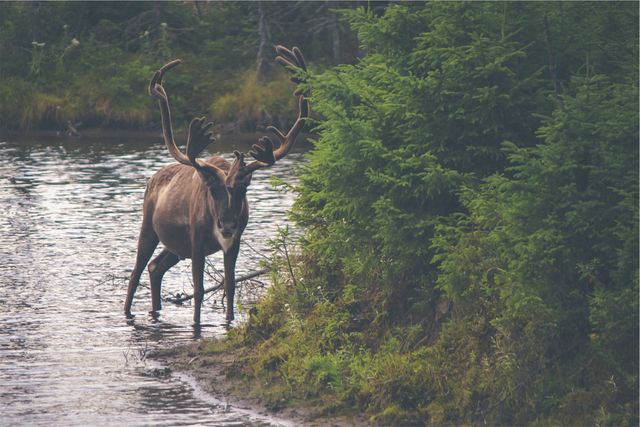 Moose antlers animal- Download Free Stock Photos Pikwizard.com