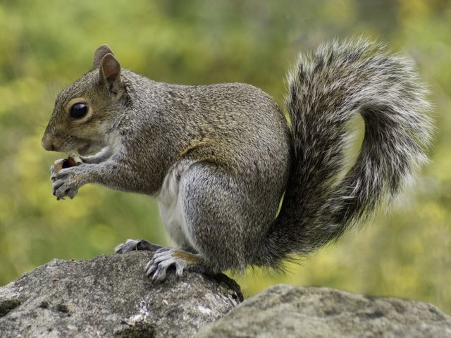 Photo of Squirrel Holding Nut During Daytime - Download Free Stock Photos Pikwizard.com