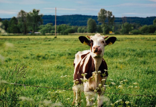 Cow Print Background Images  Browse 26644 Stock Photos Vectors and  Video  Adobe Stock