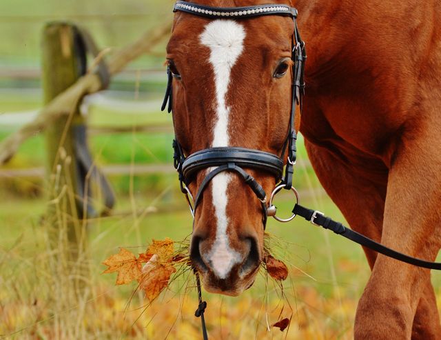 a horse that is eating leaves - Download Free Stock Photos Pikwizard.com