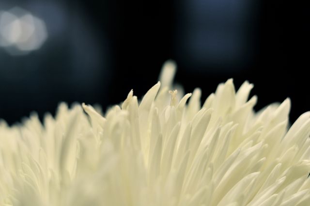 White flower nature- Download Free Stock Photos Pikwizard.com