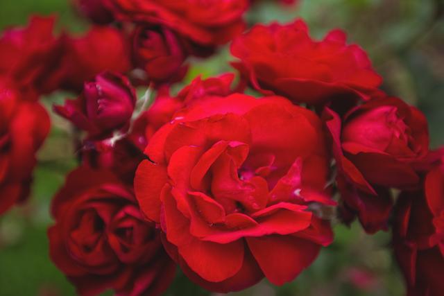 Close-up of red roses on plant - Download Free Stock Photos Pikwizard.com