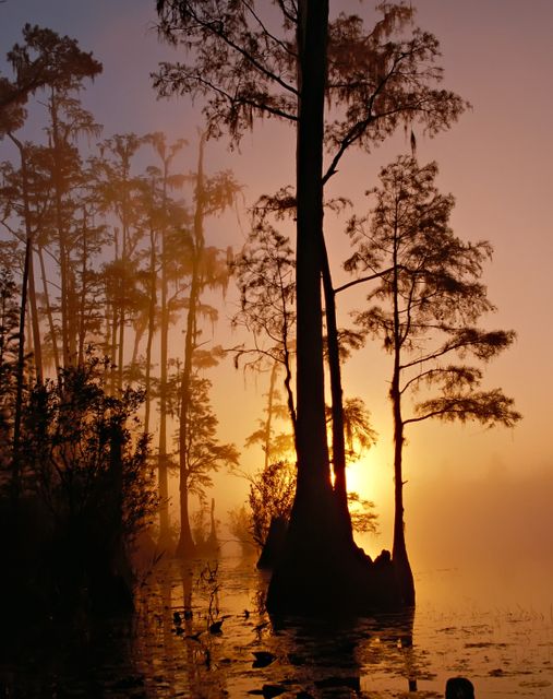 Silhouette of Trees Beside Body of Water during Sunset - Download Free Stock Photos Pikwizard.com