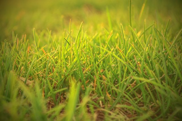 Free Grass Background Photos & Images - Royalty Free Pictures, Unlimited  Downloads | Pikwizard
