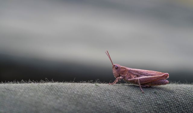 Grass, Leaves, Macro, Insect, Grasshopper HD wallpaper | Pxfuel