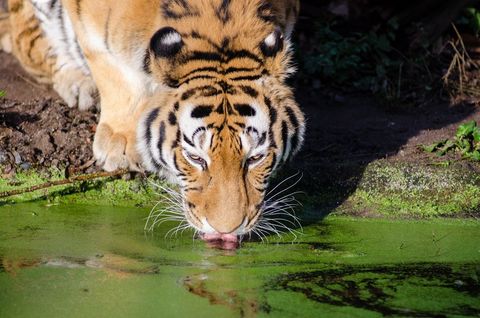 Big cat drinking feline fur - Download Free Stock Photos Pikwizard.com