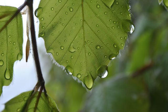Green Leaf With Water Dew - Download Free Stock Photos Pikwizard.com