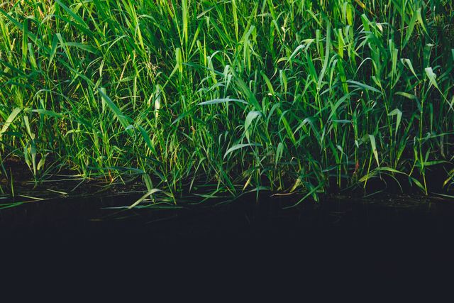 Green plants reeds- Download Free Stock Photos Pikwizard.com