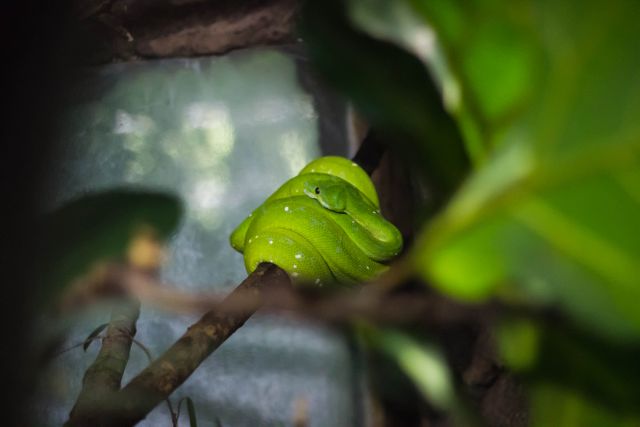 Green Snake on Tree Branch - Download Free Stock Photos Pikwizard.com