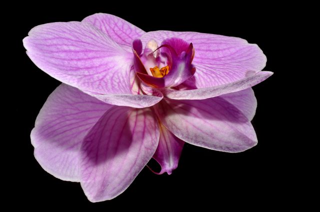 Pink and Purple Flower on a Black Reflective Surface - Download Free Stock Photos Pikwizard.com