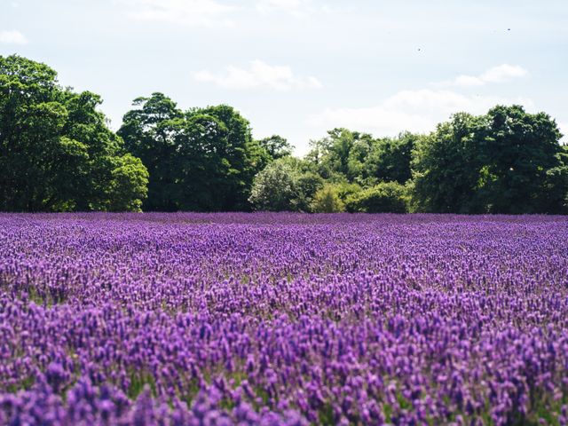 Lavender fields flowers purple - Download Free Stock Photos Pikwizard.com